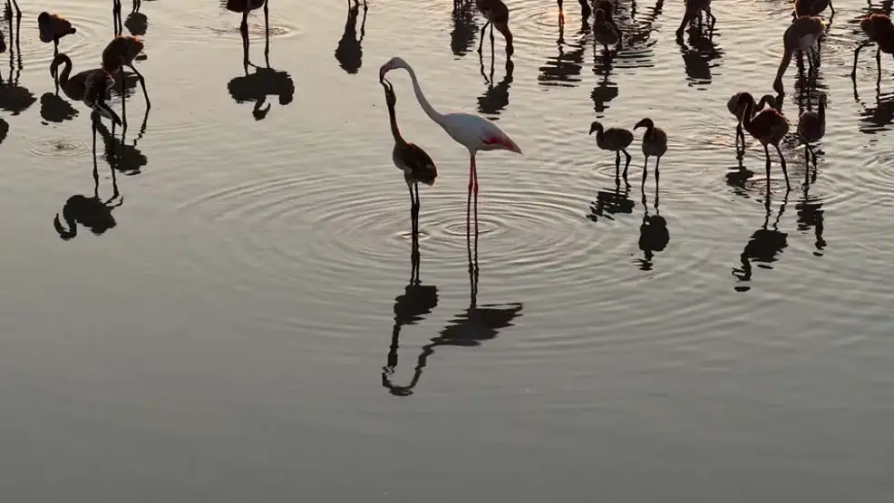 Flamingolar Tuz Gölünde!